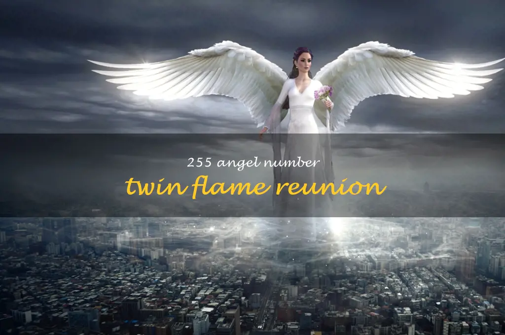 255 angel number twin flame reunion