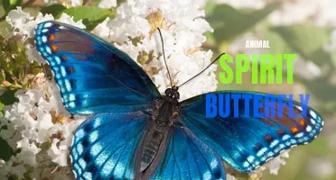 The symbolism and meaning of the animal spirit butterfly