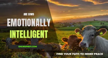 Are Cows Capable of Emotionally Intelligent Behavior?