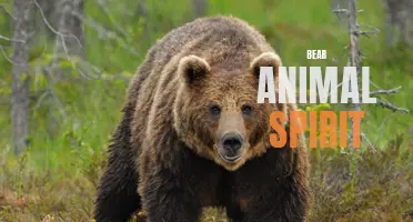 The Powerful Presence of the Bear: A Guiding Spirit