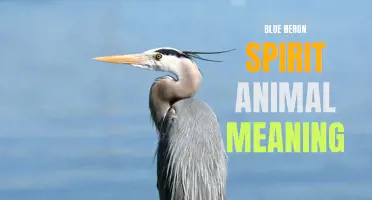 The Mystical Symbolism and Meaning of the Blue Heron Spirit Animal