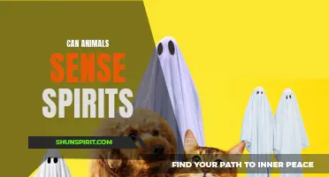 Can animals sense spirits? An exploration of animal intuition and the supernatural