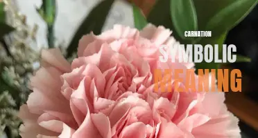 The Symbolic Meaning of Carnations: Unveiling Their True Significance