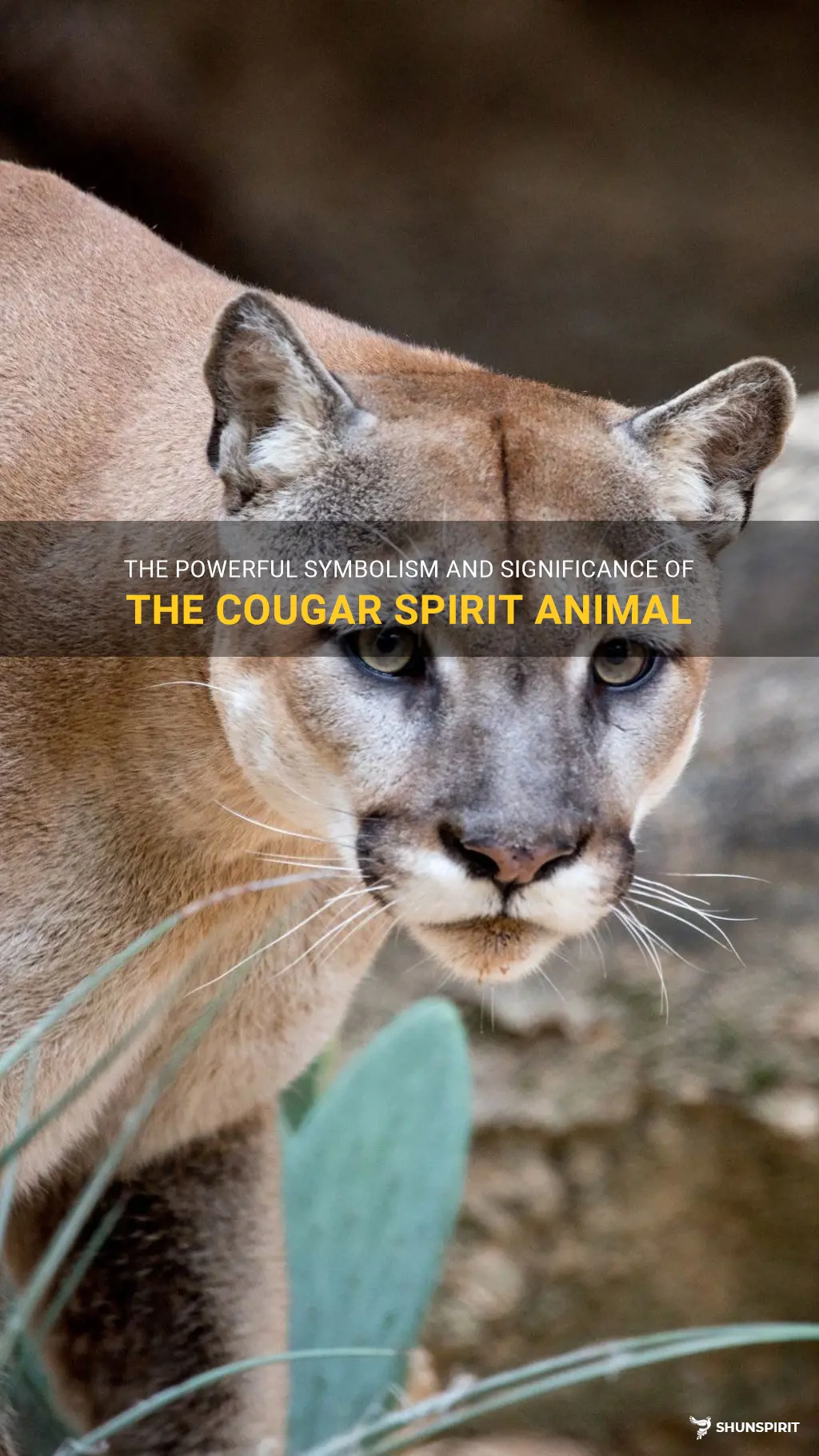 cougar spirit animal meaning