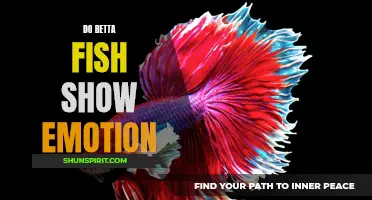 Understanding the Emotional Intelligence of Betta Fish