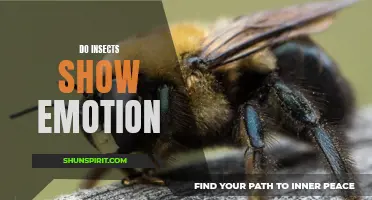 Exploring the Fascinating World of Insect Emotions