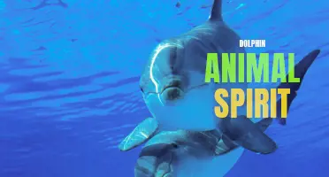 The Mystical Wisdom and Playful Spirit of Dolphins