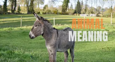 The Wisdom and Perseverance of Donkey Spirit Animal
