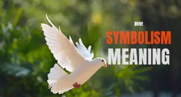 Unlocking the Deep Symbolism and Meaning of Doves
