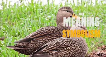 Exploring the Symbolism and Meaning of Ducks: Insights into a Graceful and Resilient Creature