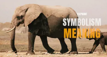 The Profound Symbolism and Meaning behind Elephants: A Closer Look at Their Significance