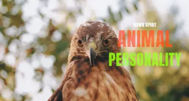 The Powerful and Observant Personality of the Hawk Spirit Animal