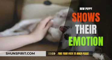 Understanding How Puppies Express Their Emotions: A Comprehensive Guide