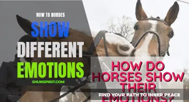 Understanding the Range of Emotions Displayed by Horses