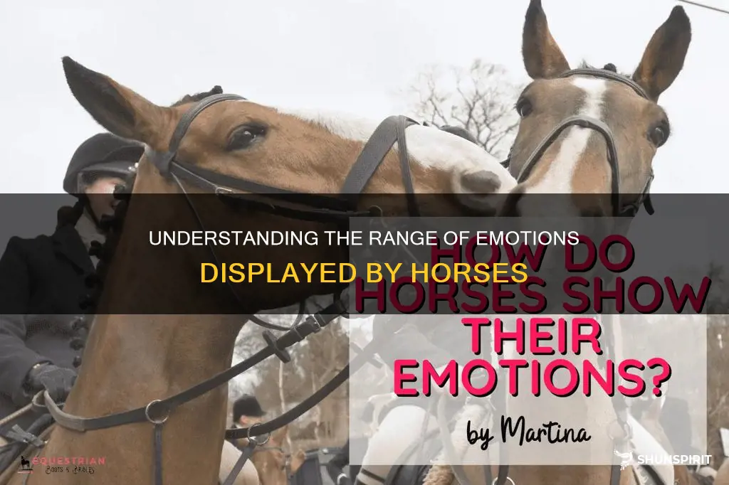 how to horses show different emotions