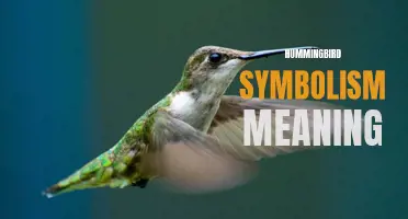 The Deep Symbolism and Meaning Behind Hummingbirds