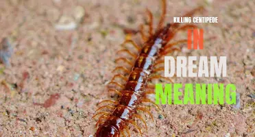 The symbolic meaning of killing a centipede in a dream