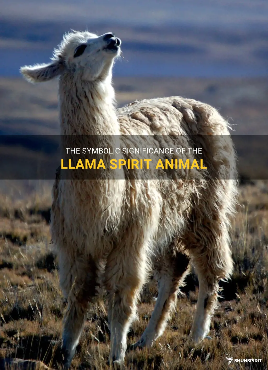 llama spirit animal meaning