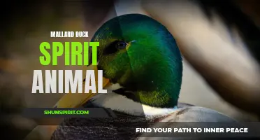 The Resilient Beauty: Exploring the Meaning of the Mallard Duck Spirit Animal