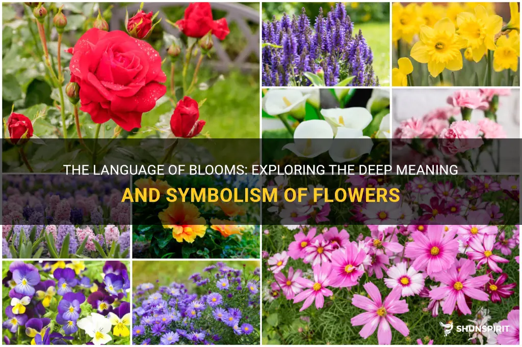 meaning and symbolism of flowers