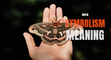 Decoding the Symbolism and Meaning of Moths