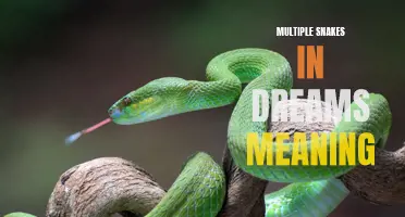The Meaning of Multiple Snakes in Dreams