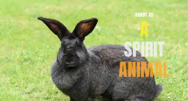 Rabbit: A Guide to Agility, Intuition, and Fertility as a Spirit Animal