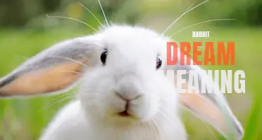 The Rabbit Dream: Unveiling its Symbolic Meaning