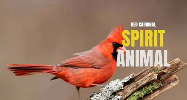 The Red Cardinal: A Symbol of Passion, Strength, and Spirituality