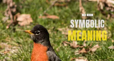 The Symbolic Meaning Behind the Red Robin