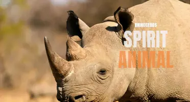 The Power and Majesty of the Rhinoceros Spirit Animal