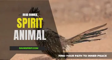 The Speedy and Enduring Road Runner as a Spirit Animal