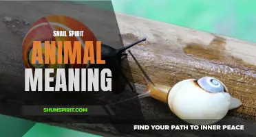 The Significance and Symbolism of a Snail Spirit Animal