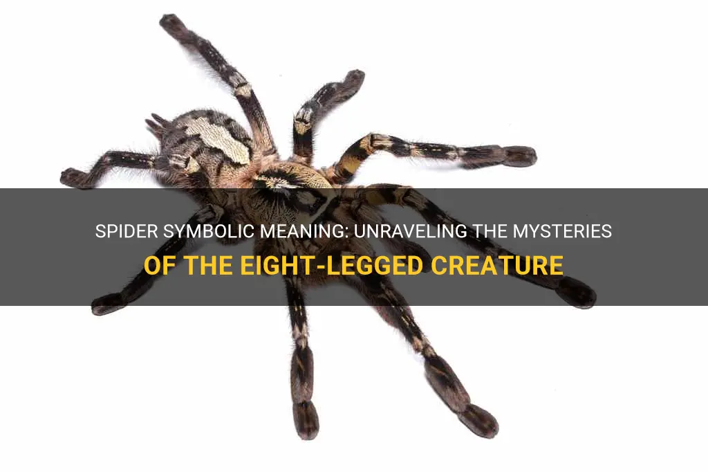 spider symbolic meaning