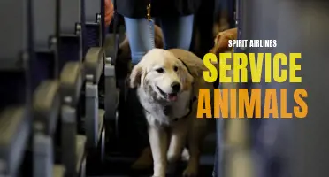 Spirit Airlines' Service Animals: Policy and Requirements