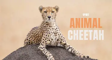 Cheetah: The Majestic Spirit Animal of Speed and Grace