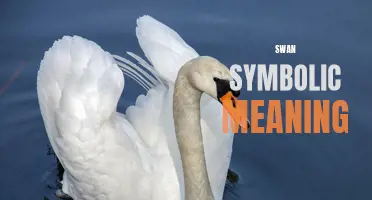 The Deep Symbolic Meaning Behind the Graceful Swan
