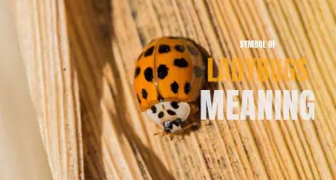 The Symbolic Meaning of Ladybugs: What Do They Represent?