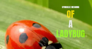 The Symbolic Meaning of a Ladybug: Luck, Love, and Protection