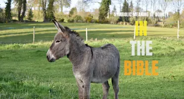 The Symbolic Meaning of Donkey in the Bible: Lessons of Humility and Service