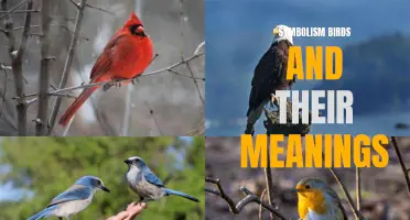 Exploring the Symbolism of Birds and Their Deep Meanings
