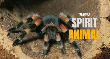 Unleashing the Power of the Tarantula Spirit Animal