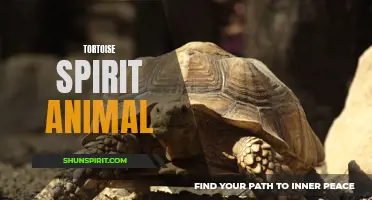 The Wisdom and Patience of the Tortoise: A Guide to Spirit Animals