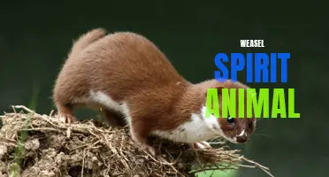 The Cunning and Resourceful Weasel: A Spirit Animal Guide