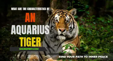 The Distinct Traits of an Aquarius Tiger Revealed