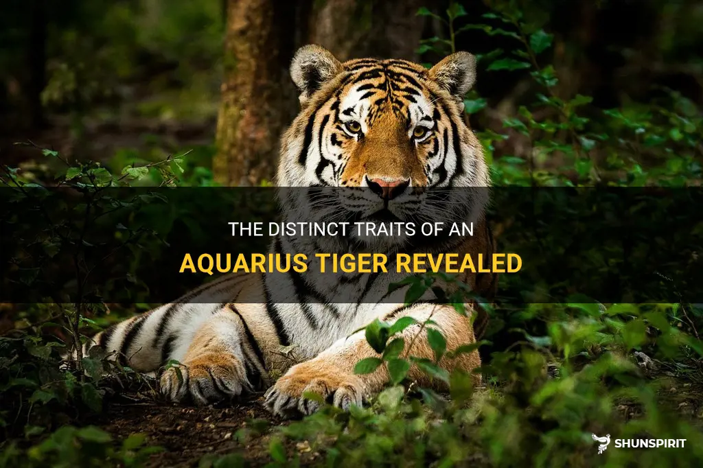 what are the characteristics of an aquarius tiger