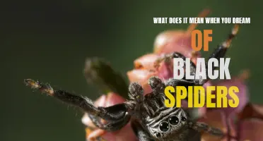 Interpreting the Meaning Behind Dreams of Black Spiders: Insights Revealed