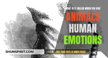 Why Anthropomorphism: Understanding the Practice of Giving Animals Human Emotions