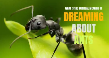 The Spiritual Significance of Dreaming About Ants: Insights and Symbolism