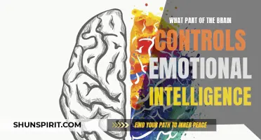 The Role of the Amygdala in Controlling Emotional Intelligence